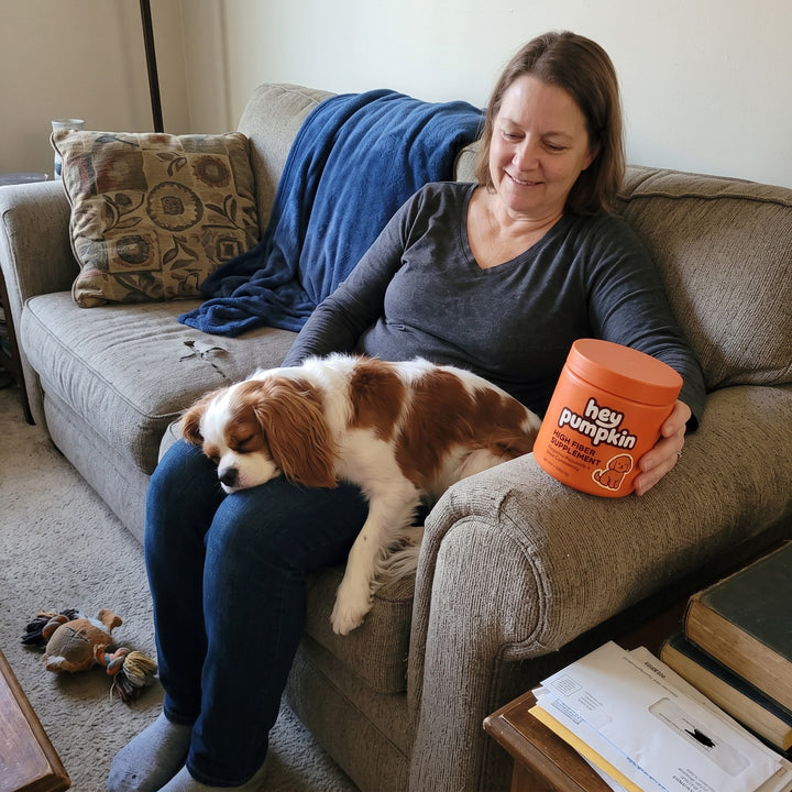 On the sofa with a cavalier