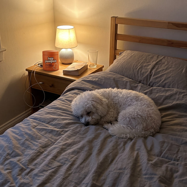 Bichon asleep on the bed