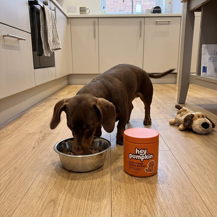 Dachshund eating dinner