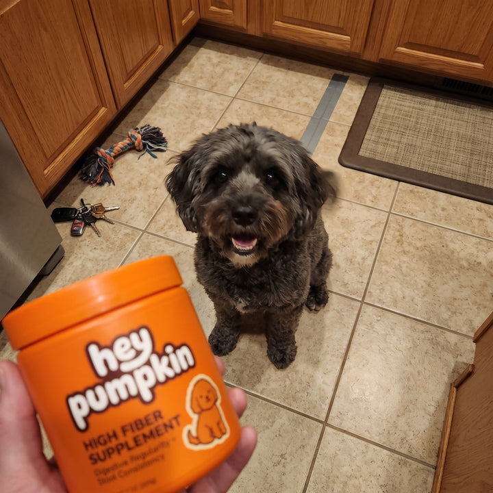 Scooping while the cavapoo waits