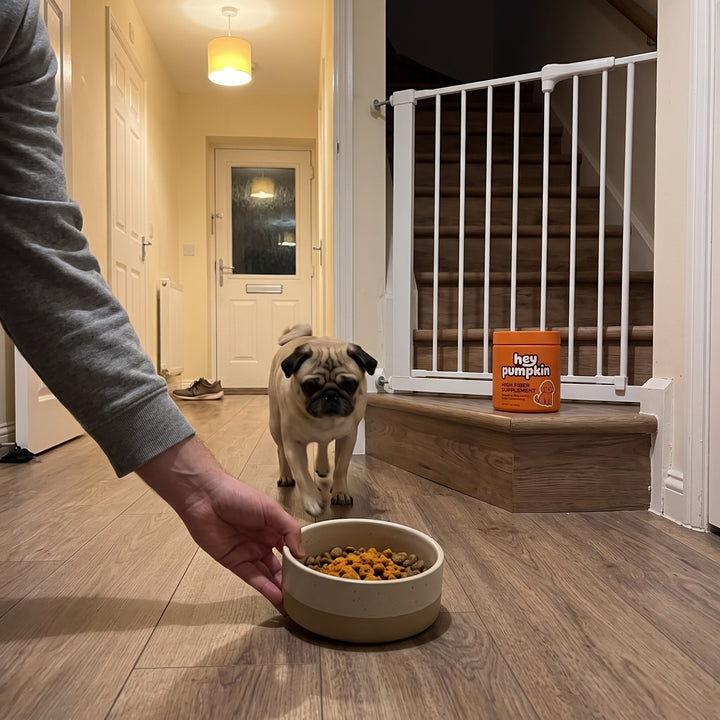 Scooping dinner by the toddler gate