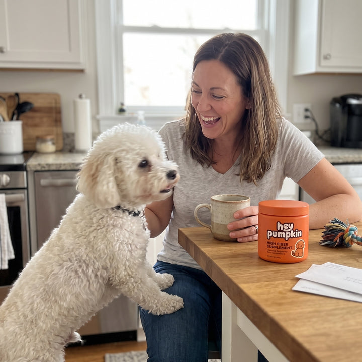 At the kitchen table with a bichon