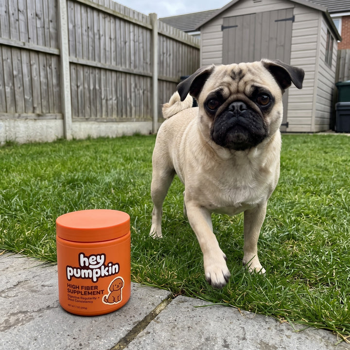 Pug in the garden