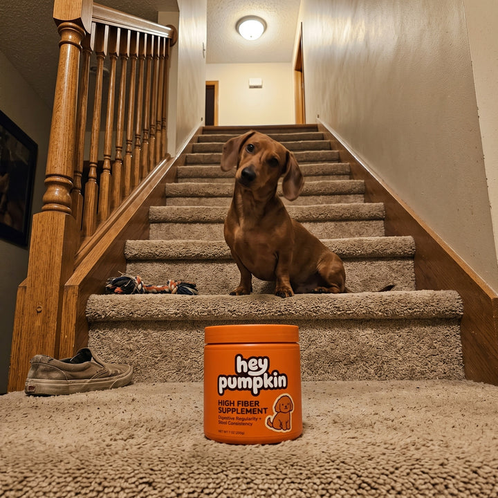 Dachshund on the stairs